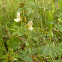 Tephrosia villosa (L.) Pers.